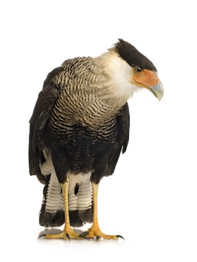 Güney Caracara (3 yıl) - Polyborus plancus