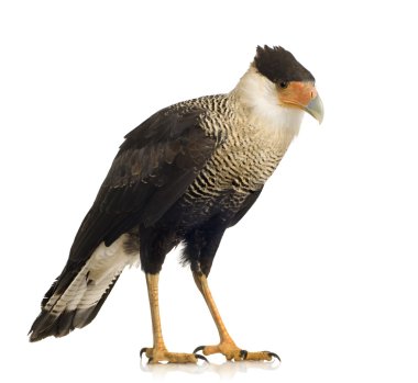 Güney Caracara (3 yıl) - Polyborus plancus