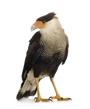 Güney Caracara (3 yıl) - Polyborus plancus