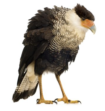 Güney Caracara (3 yıl) - Polyborus plancus