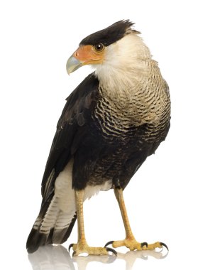 Güney Caracara (3 yıl) - Polyborus plancus