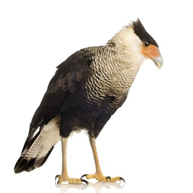 Güney Caracara (3 yıl) - Polyborus plancus