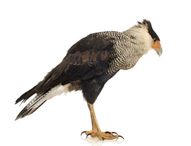 Güney Caracara (3 yıl) - Polyborus plancus