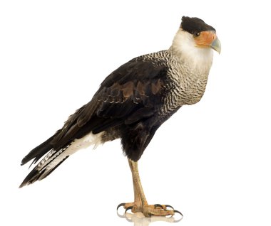 Güney Caracara (3 yıl) - Polyborus plancus