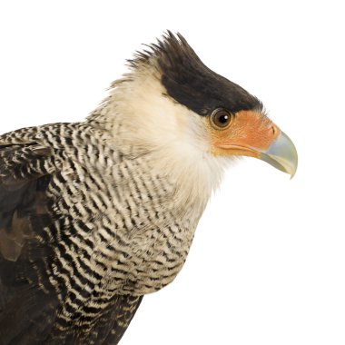 Güney Caracara (3 yıl) - Polyborus plancus