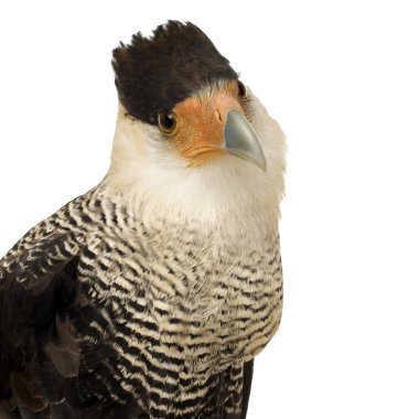 Güney Caracara (3 yıl) - Polyborus plancus