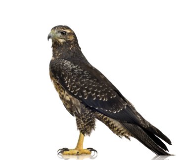 Young Black-chested Buzzard-eagle - Geranoaetus melanoleucus clipart