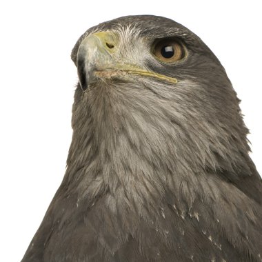 zwart-chested buzzard-eagle-geranoaetus melanoleucus
