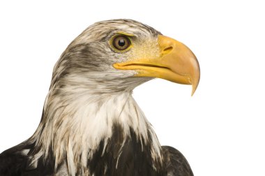 Genç kel kartal (5 yıl) - Haliaeetus leucocephalus
