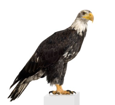 Young Bald Eagle (5 years) - Haliaeetus leucocephalus clipart