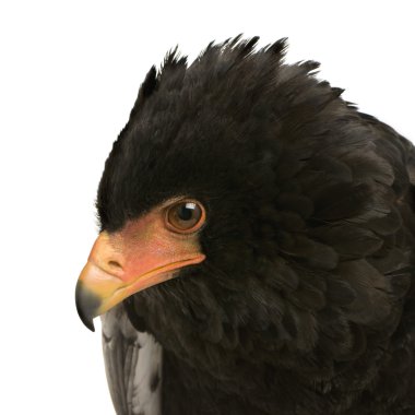 Bateleur (10 yıl) - Terathopius ecaudatus