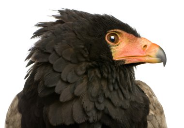 Bateleur (10 yıl) - Terathopius ecaudatus