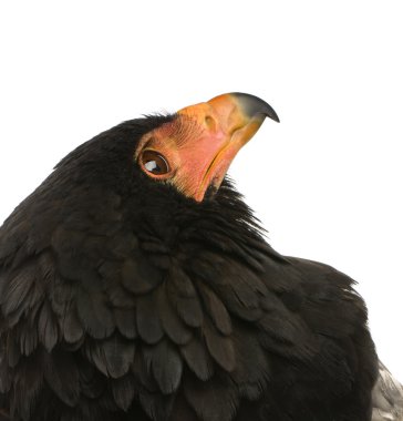 Bateleur (10 yıl) - Terathopius ecaudatus