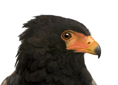 Bateleur (10 yıl) - Terathopius ecaudatus