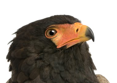 Bateleur (10 yıl) - Terathopius ecaudatus