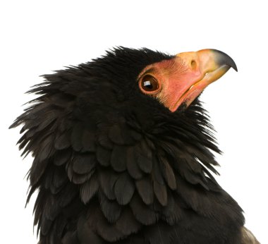 Bateleur (10 yıl) - Terathopius ecaudatus