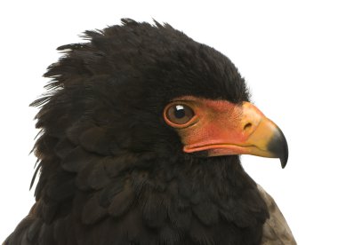 Bateleur (10 yıl) - Terathopius ecaudatus