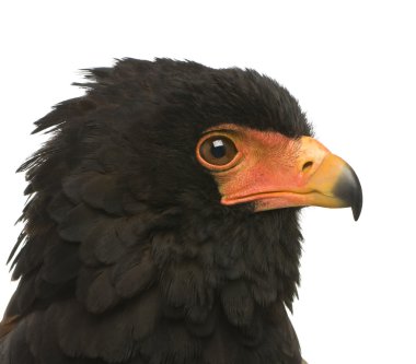 Bateleur (10 yıl) - Terathopius ecaudatus