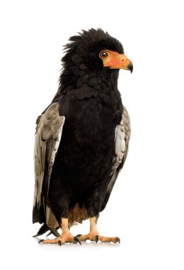 Bateleur (10 yıl) - Terathopius ecaudatus