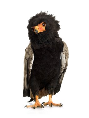 Bateleur (10 yıl) - Terathopius ecaudatus