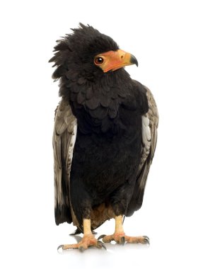 Bateleur (10 yıl) - Terathopius ecaudatus