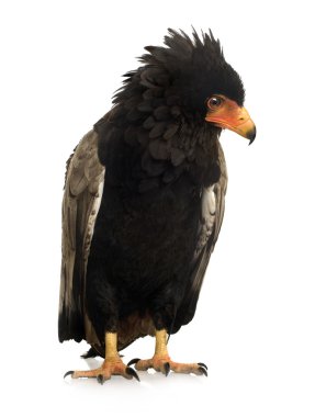 Bateleur (10 yıl) - Terathopius ecaudatus