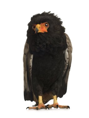 Bateleur (10 yıl) - Terathopius ecaudatus