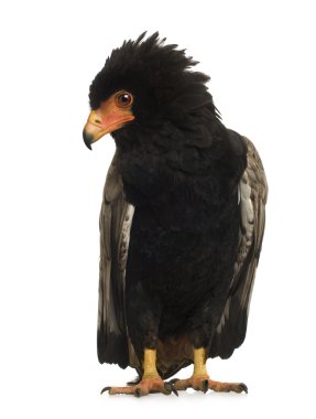 Bateleur (10 yıl) - Terathopius ecaudatus