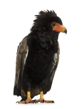 Bateleur (10 yıl) - Terathopius ecaudatus