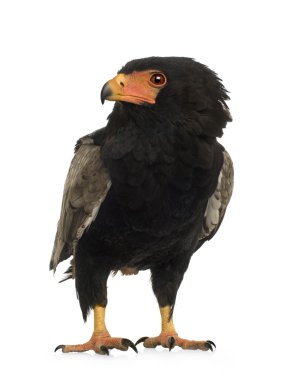 Bateleur (10 yıl) - Terathopius ecaudatus