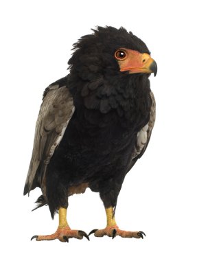 Bateleur (10 yıl) - Terathopius ecaudatus