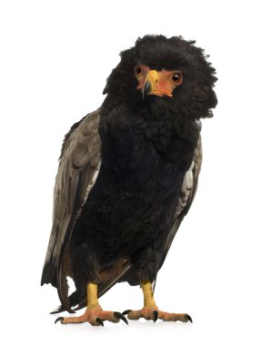 Bateleur (10 yıl) - Terathopius ecaudatus