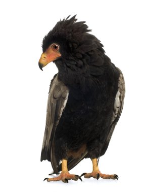 Bateleur (10 yıl) - Terathopius ecaudatus