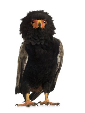 Bateleur (10 yıl) - Terathopius ecaudatus