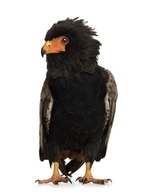 Bateleur (10 yıl) - Terathopius ecaudatus