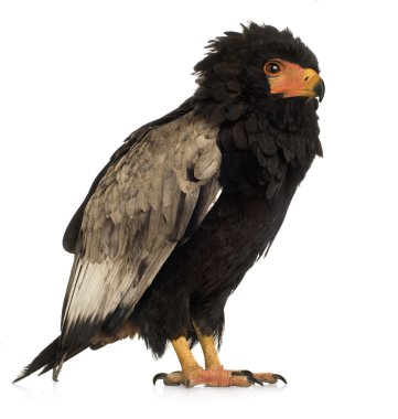 Bateleur (10 yıl) - Terathopius ecaudatus