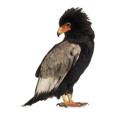 Bateleur (10 yıl) - Terathopius ecaudatus