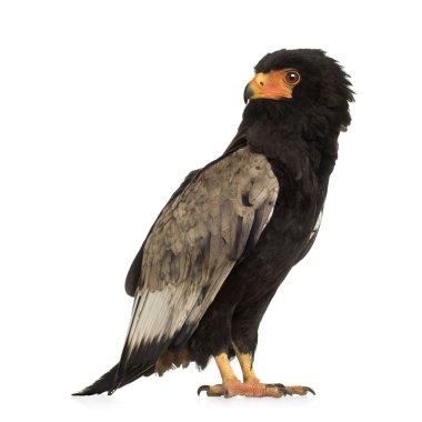 Bateleur (10 yıl) - Terathopius ecaudatus