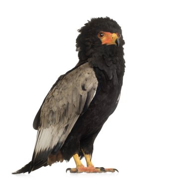 Bateleur (10 yıl) - Terathopius ecaudatus