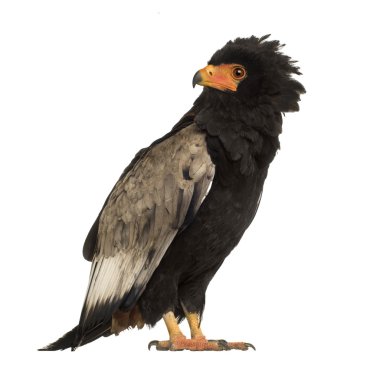 Bateleur (10 yıl) - Terathopius ecaudatus