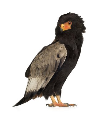 Bateleur (10 years) - Terathopius ecaudatus clipart