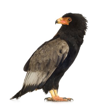 Bateleur (10 yıl) - Terathopius ecaudatus