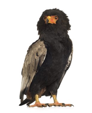 Bateleur (10 yıl) - Terathopius ecaudatus