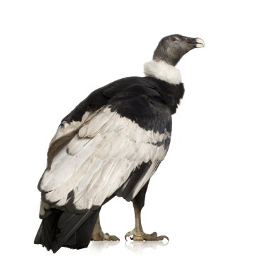 Andean Condor - Vultur gryphus (15 years) clipart