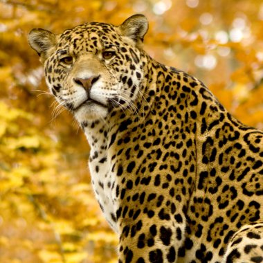 Jaguar - Panthera onca