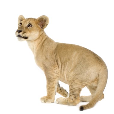 Lion Cub (4 months) clipart