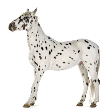 Appaloosa atı