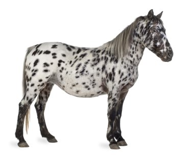 Appaloosa atı