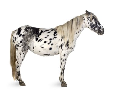 Appaloosa atı