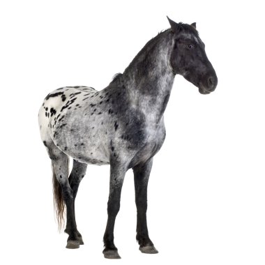 Appaloosa atı